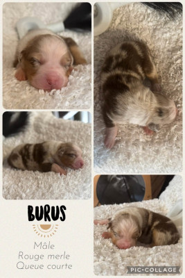 Burus