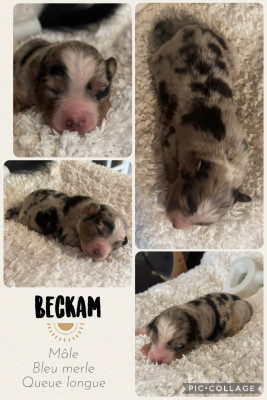 Beckam
