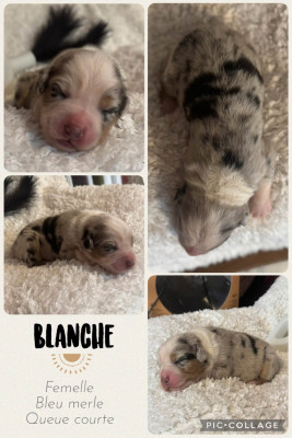 Blanche