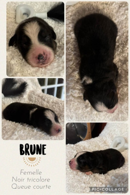 Brune