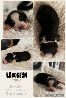 Brooklyn