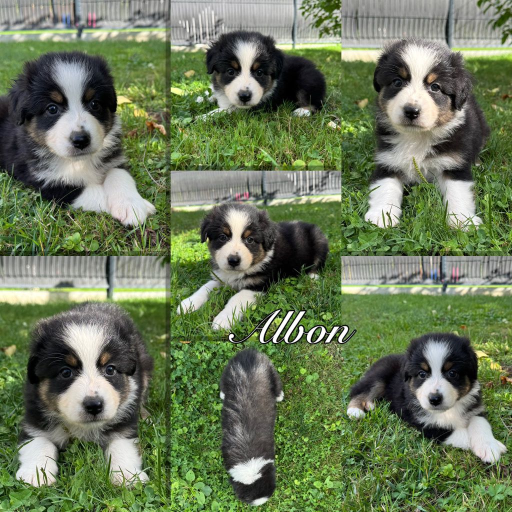 Des Terres D'Ubbia - Chiots disponibles - Berger Australien