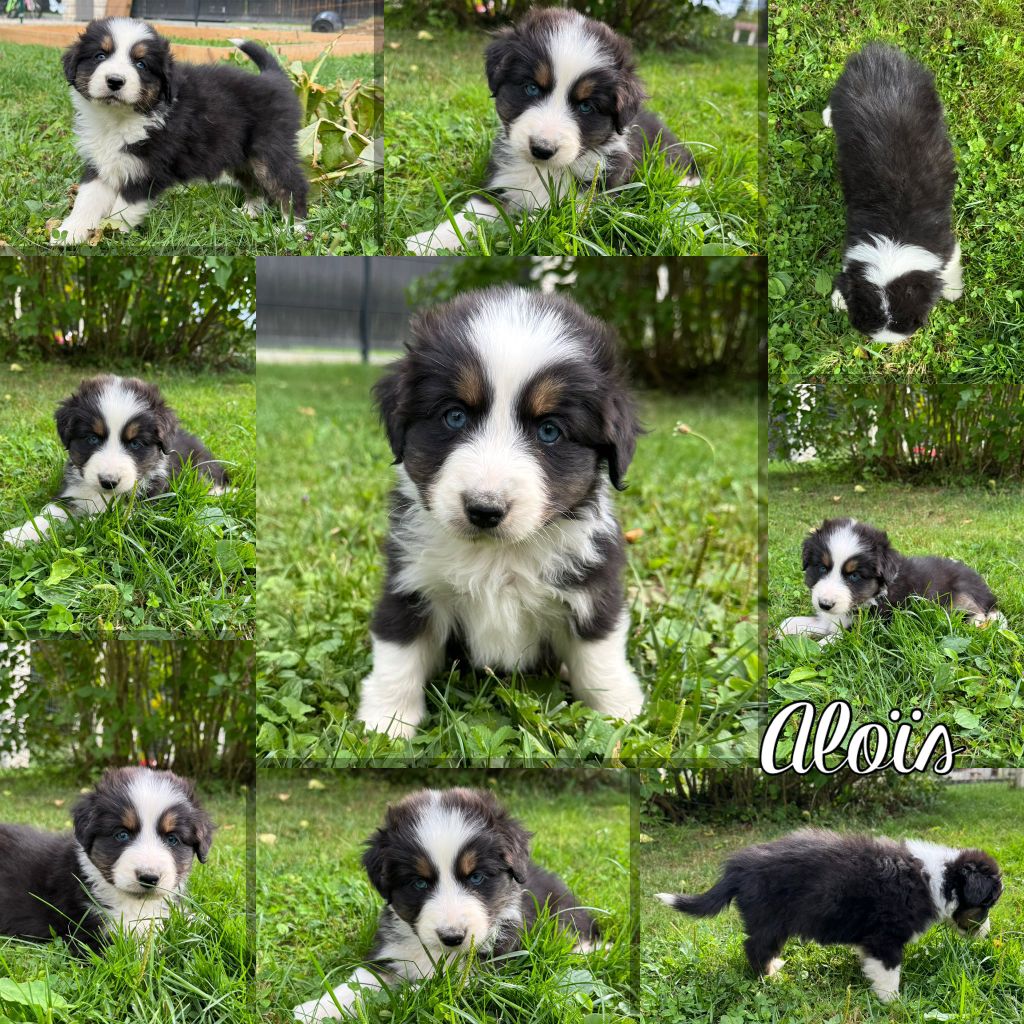 Des Terres D'Ubbia - Chiots disponibles - Berger Australien
