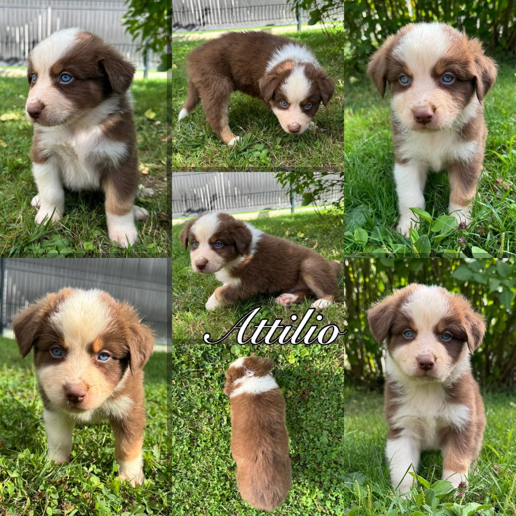 Des Terres D'Ubbia - Chiots disponibles - Berger Australien